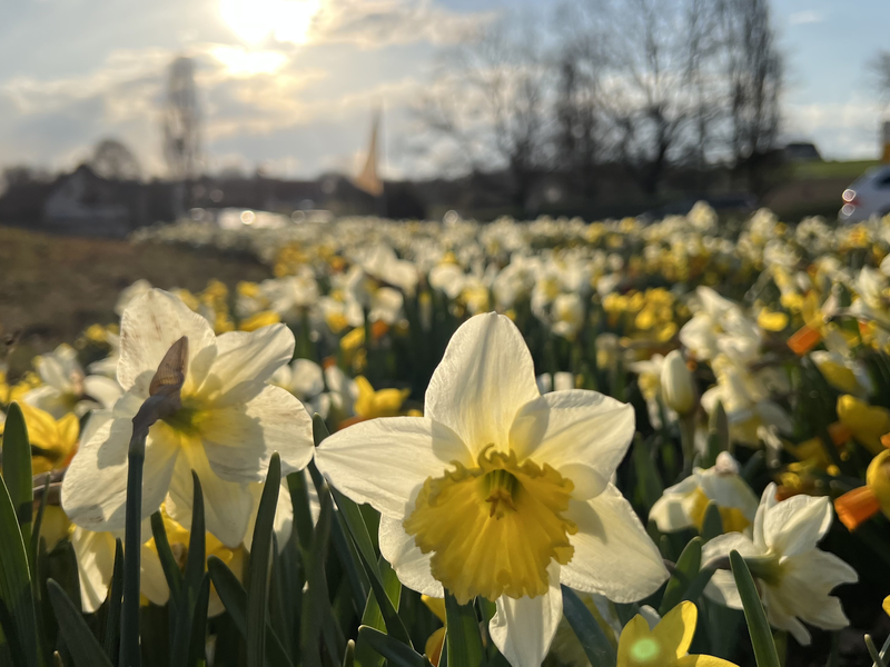 Blumen auf einer Wiese im Frühling.