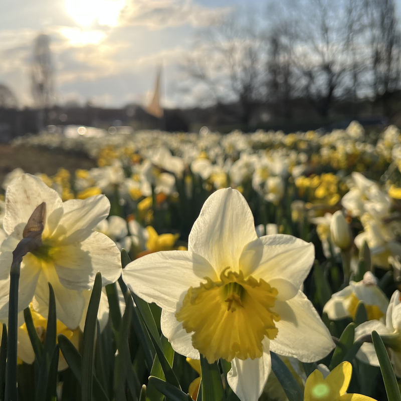 Blumenwiese mit Osterglocken in gelb und weiß.