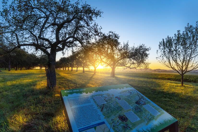 Herbsttimmung, im Vordergrund eine INfotafel dahinter Bäume ohne Laub im Sonnenaufgang.