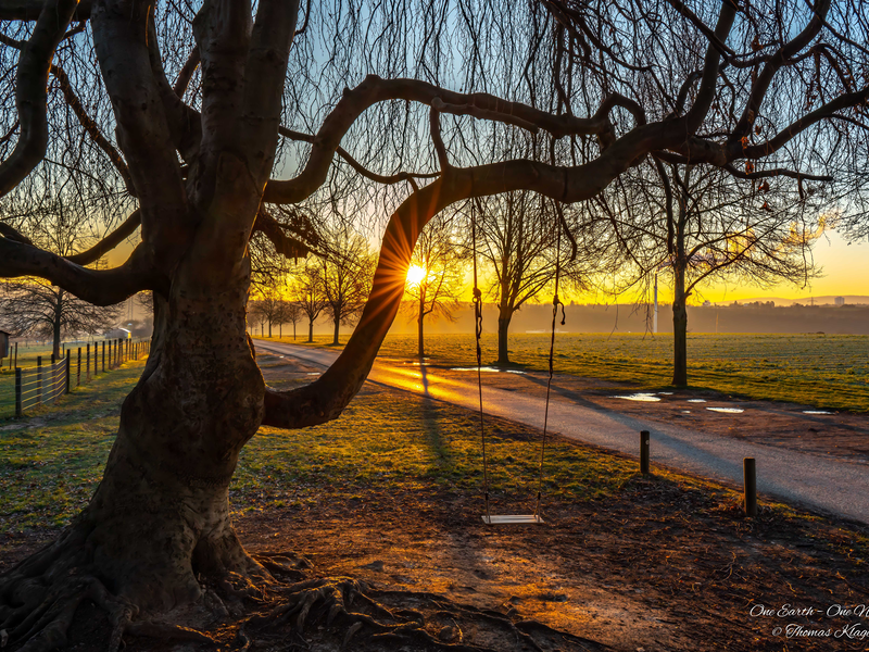 Eine Schaukel an einem Baum ohne Blätter im Abendrot.