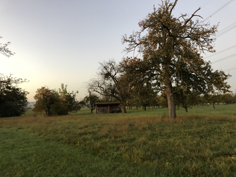 eine Streuobstwiese mit einem großen Baum im Vordergrund