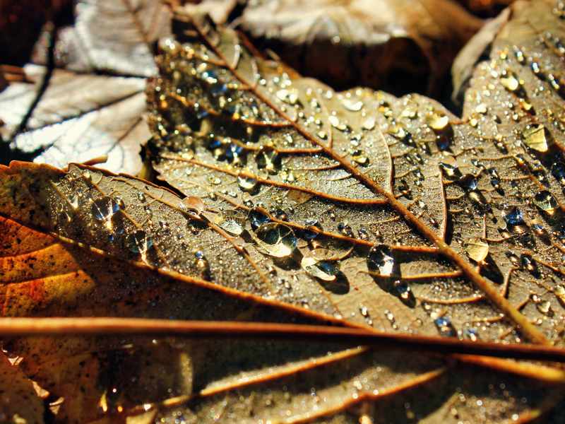 Ein braunes Blatt liegt nahe im Bildvordergrund und ist mit zahlreichen schimmernden Wassertropfen bedeckt.