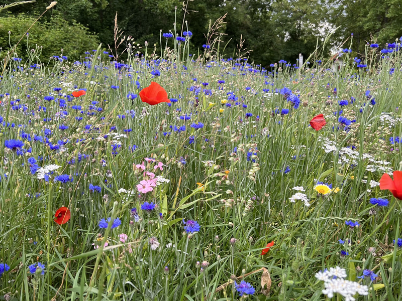 Blumenwiese.